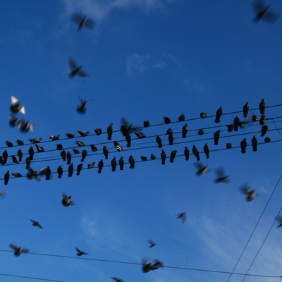 cape town, picture 5: pigeons. click on the image to go to the next picture